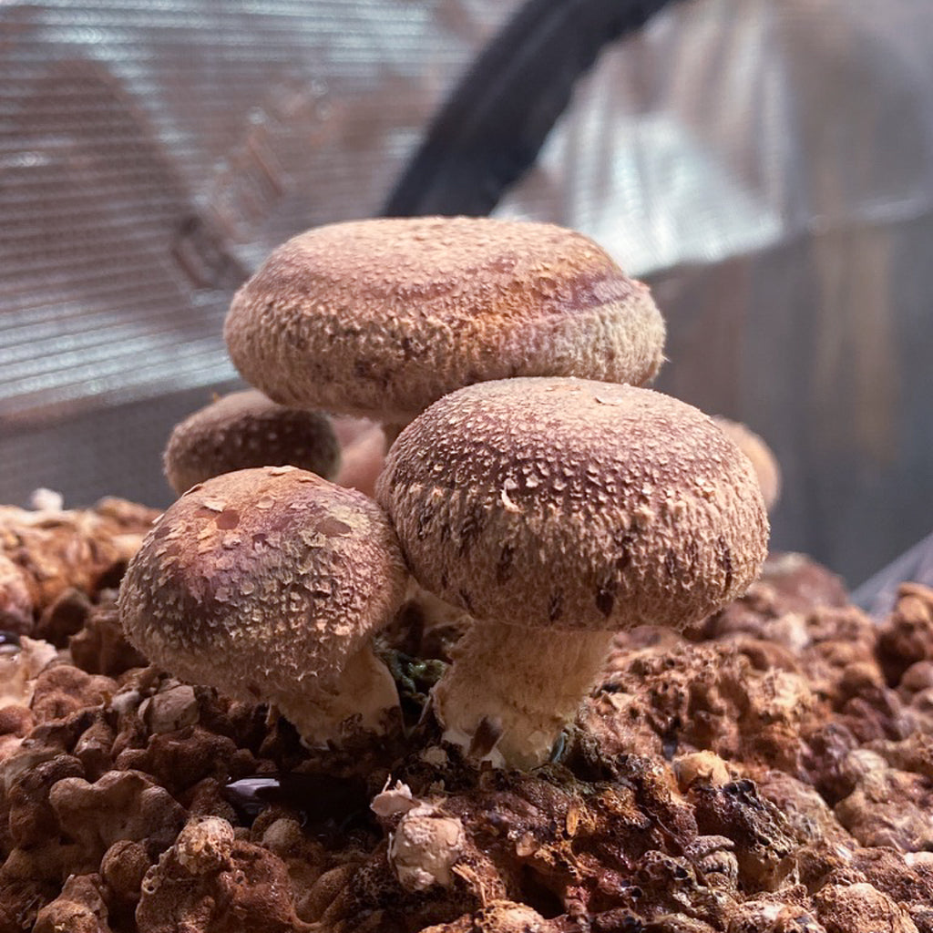 Shiitake tinktur 50 ml