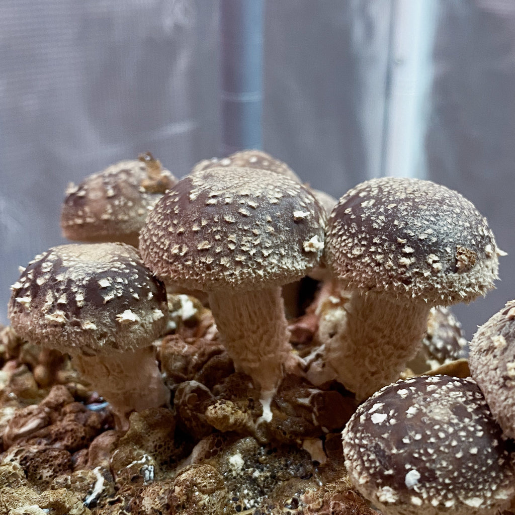 Shiitake tinktur 30 ml