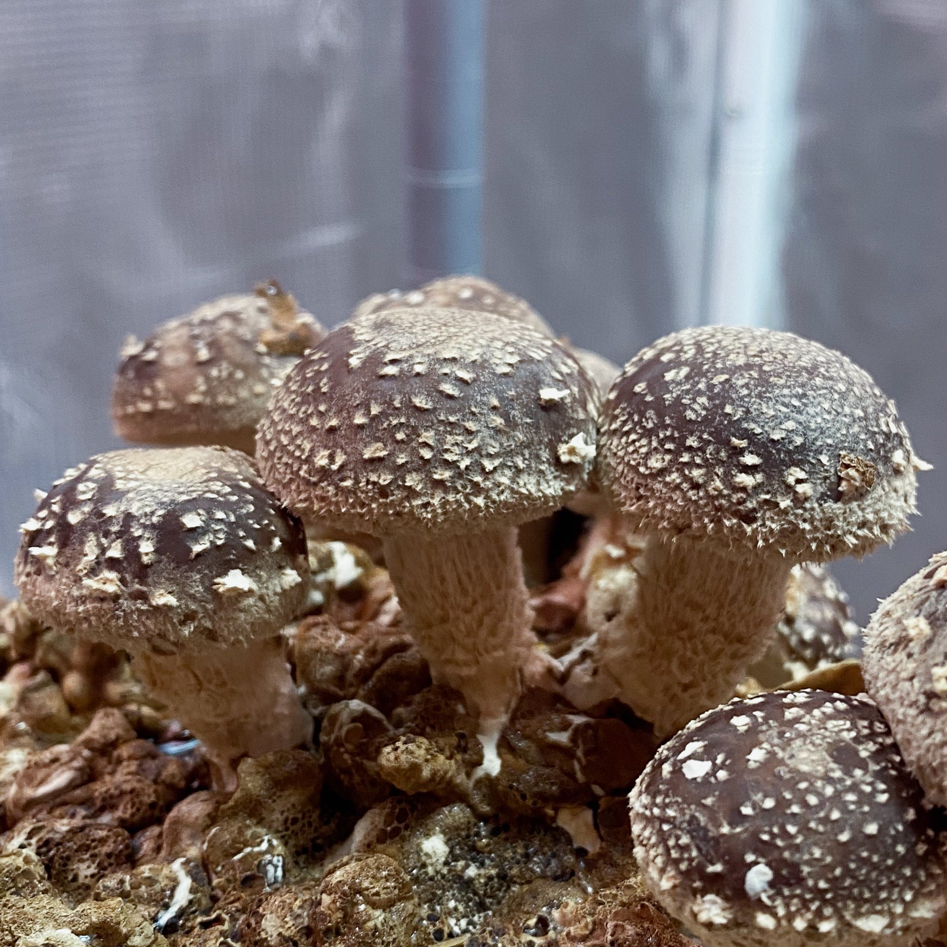 Shiitake tinktur 30 ml