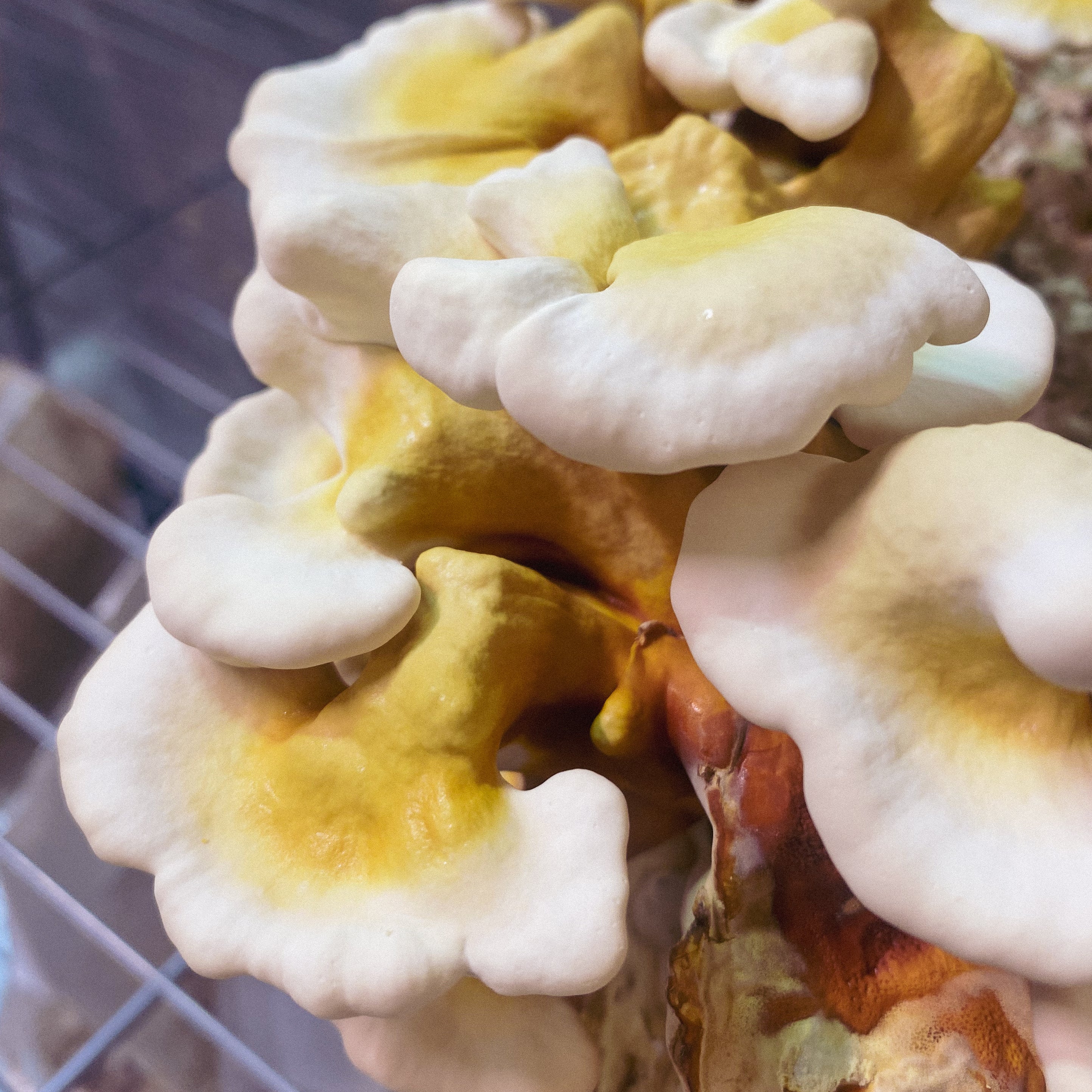 Reishi tinktur 30 ml