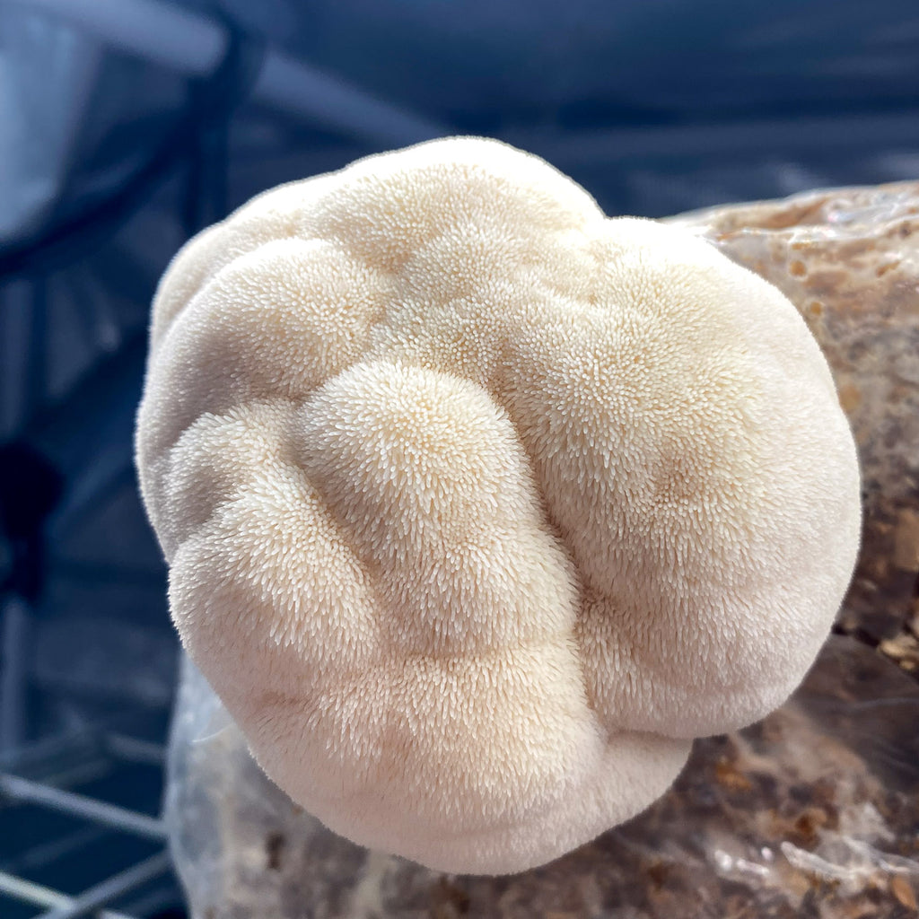 Lion's Mane tinktur 30ml