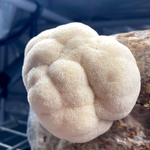 Lion's Mane tinktur 30ml