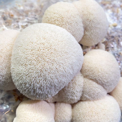 Lion's Mane tinktur 50ml