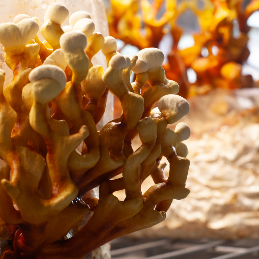 Lion's mane og Reishi bundle - 30 ml